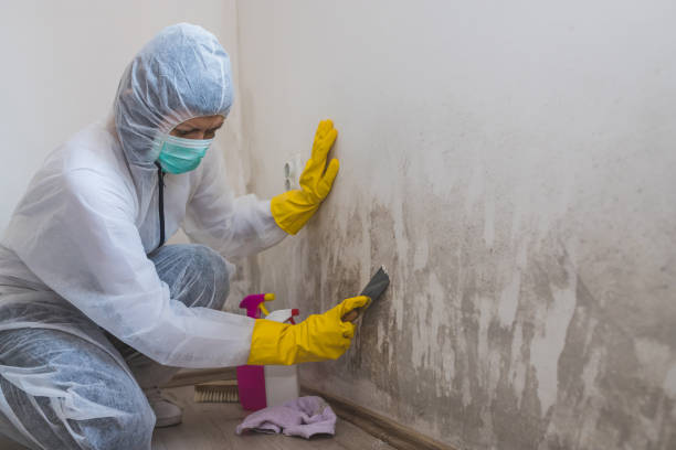 Best Certified Mold Removal  in Montrose, NY