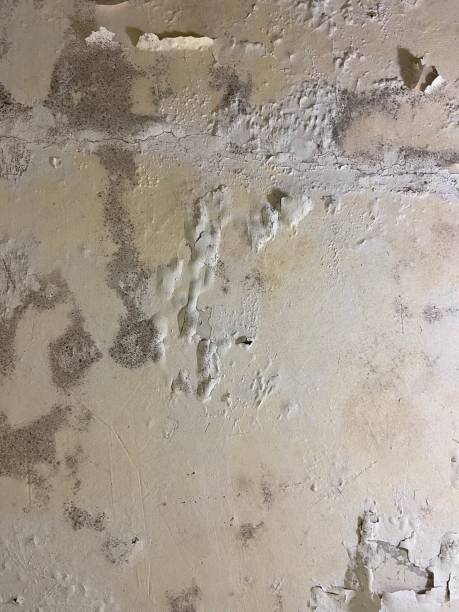 Best Commercial Mold Removal  in Montrose, NY