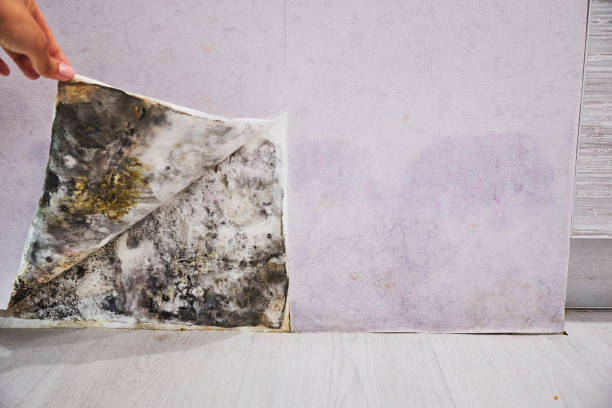 Best Best Mold Removal Companies  in Montrose, NY